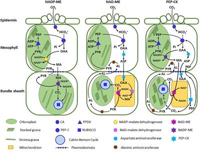 Evolutionary Convergence of C4 Photosynthesis: A Case Study in the Nyctaginaceae